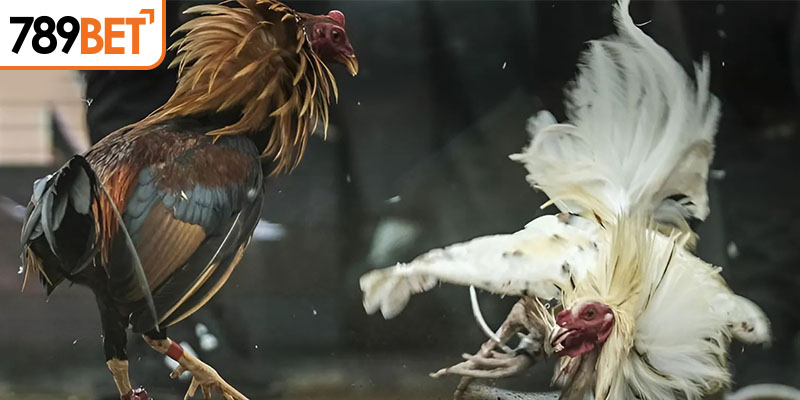 Tham gia 789bet ngay